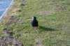 wormerveer_082_small.jpg