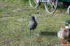 wormerveer_083_small.jpg