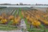 zaltbommel_058_small.jpg