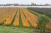 zaltbommel_061_small.jpg