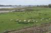 zaltbommel_067_small.jpg