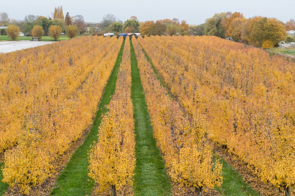 zaltbommel_070.jpg