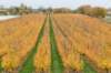 zaltbommel_070_small.jpg