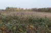 zaltbommel_086_small.jpg