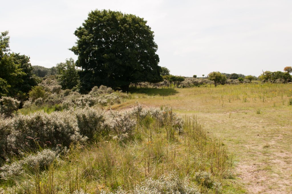 zandvoort2_004.jpg