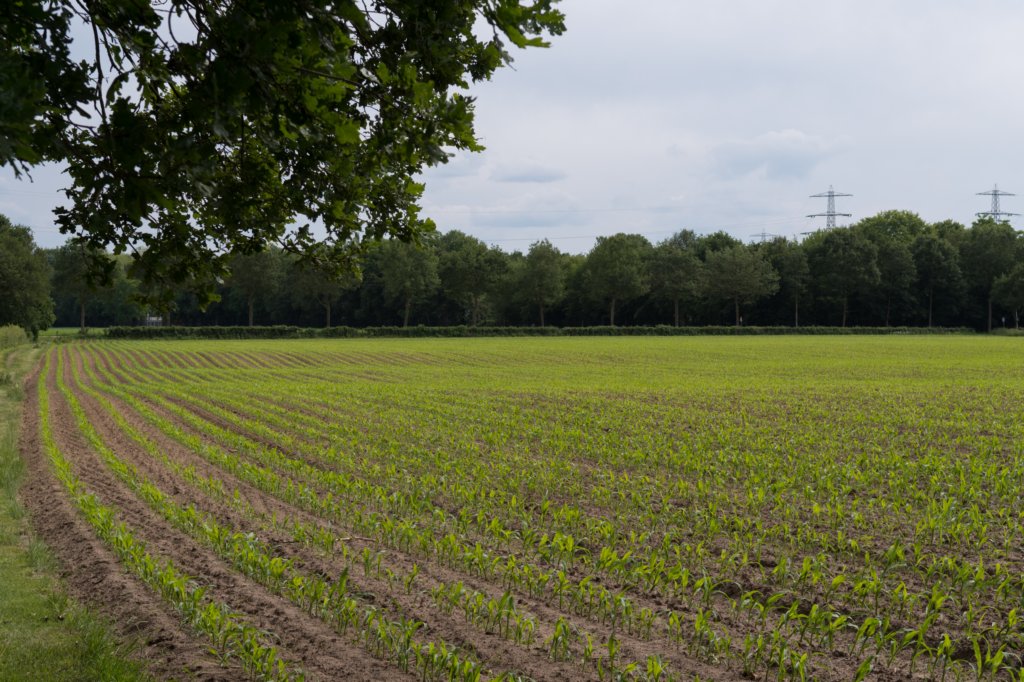 zutphen_040.jpg