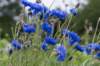 zutphen_043_small.jpg